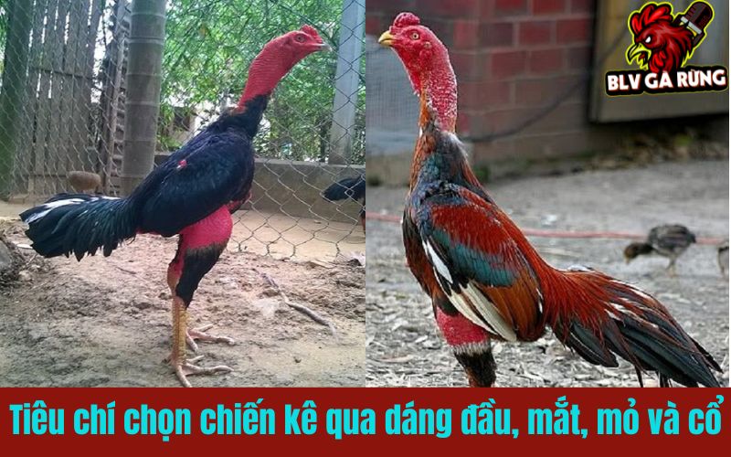 Tiêu chí chọn chiến kê qua dáng đầu, mắt, mỏ và cổ