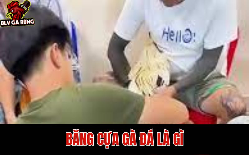 Tìm hiểu về cách băng cựa gà đá