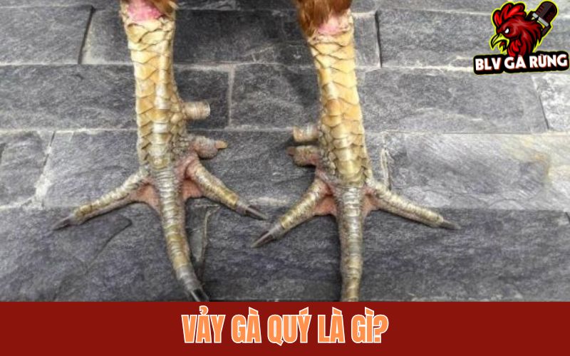 Tìm hiểu về vảy gà quý hiếm 