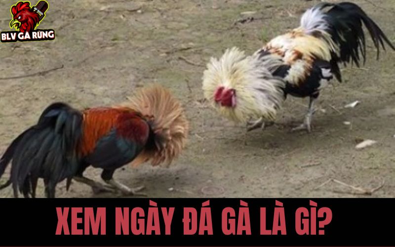 Tìm hiều về xem ngày đá gà