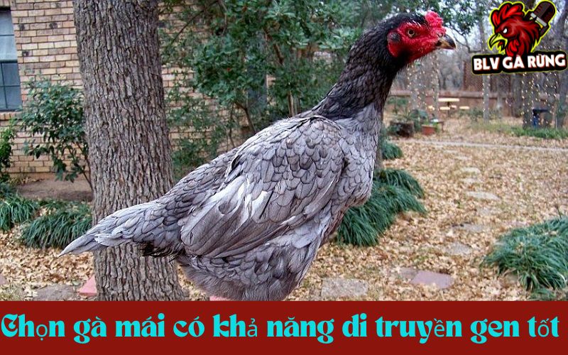 Tuyển chọn gà mái có khả năng di truyền gen tốt nhất cho đời sau