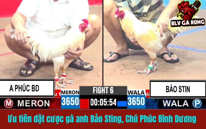Ưu tiên đặt cược gà của anh Bảo Sting, Chú Phúc Bình Dương 