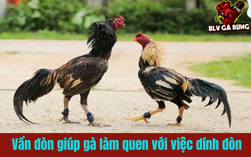 Vần đòn giúp gà làm quen với việc dính đòn và tăng sức lì