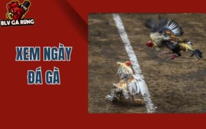 Xem Ngày Đá Gà – Bí Quyết Thắng Trận Từ BLV Gà Rừng
