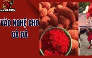 Cách Vào Nghệ Cho Gà Đá Đúng Kỹ Thuật Giúp Chiến Kê Sung Mãn, Bền Lực