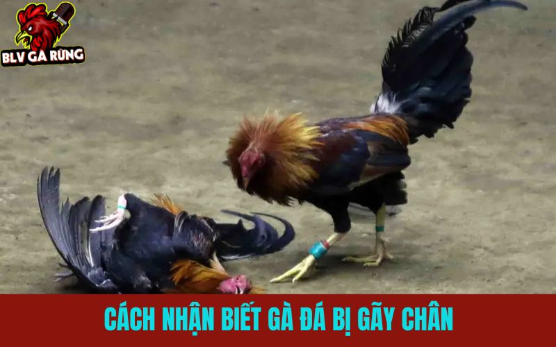 Những dấu hiệu gà đá bị gãy chân khi đang thi đấy