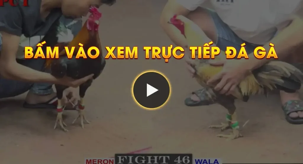 BLV GÀ RỪNG bam vao xem truc tiep da ga