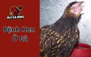 Bệnh Hen Ở Gà