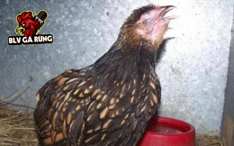 Bệnh hen ở gà có nhiều nguyên nhân gây ra