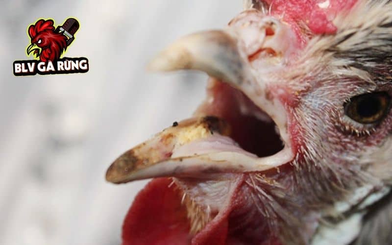 Các triệu chứng nhận biết bệnh hen ở gà