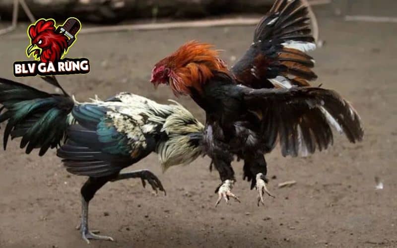 Cách nhận biết gà chạy kiệu qua dáng đi và lối đá