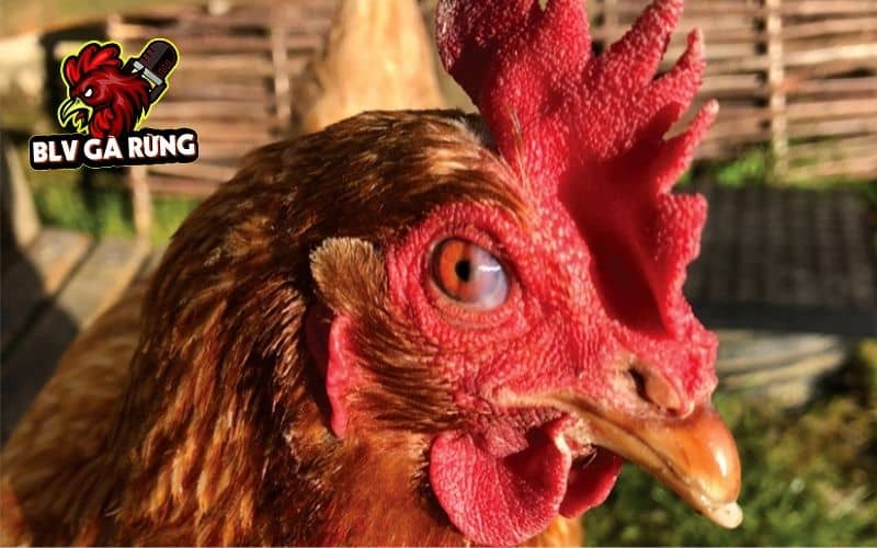 Điều trị gà bị chảy nước mắt do kết mạc