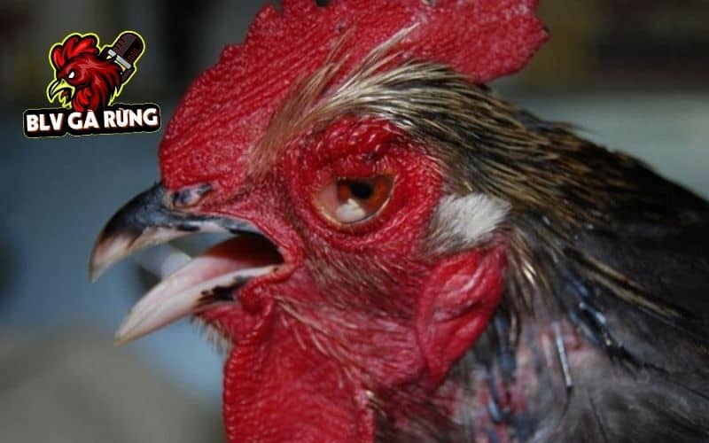 Điều trị gà bị chảy nước mắt nguyên nhân do giun sán