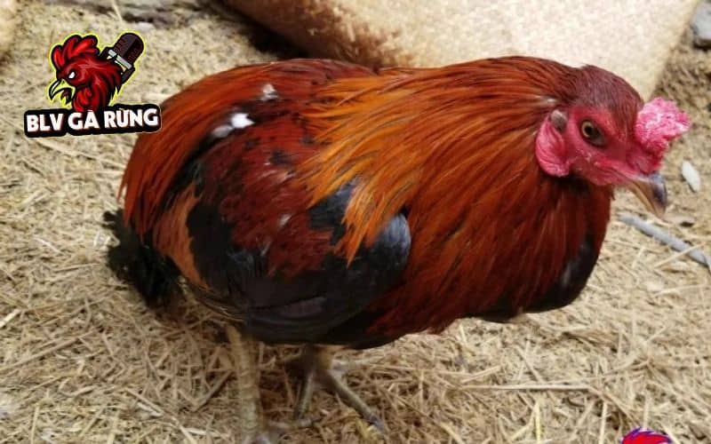 Gà bị chấn thương ở đầu vô cùng nguy hiểm