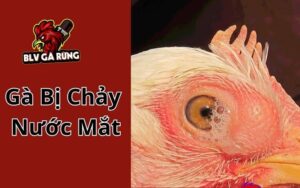 Gà bị chảy nước mắt