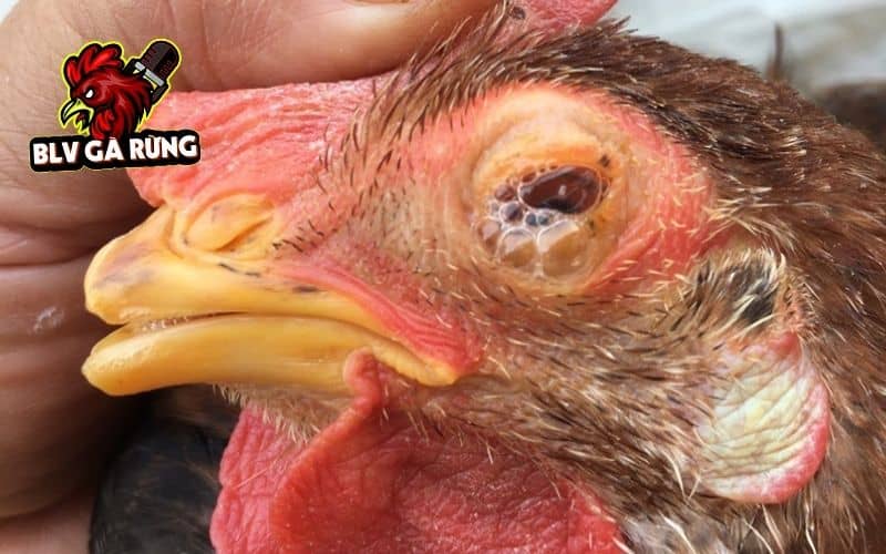 Gà bị chảy nước mắt có thể là do giun sán Oxyspirura mansoni gây ra