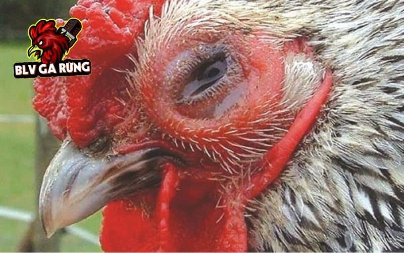 Gà bị chảy nước mắt có thể là do một số loại bệnh về mắt hoặc do môi trường nuôi