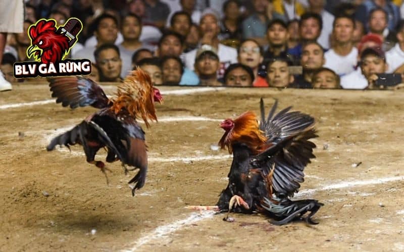 Gà chạy kiệu được chia thành hai lối đá là gà kiệu lỡ và gà sinh thế