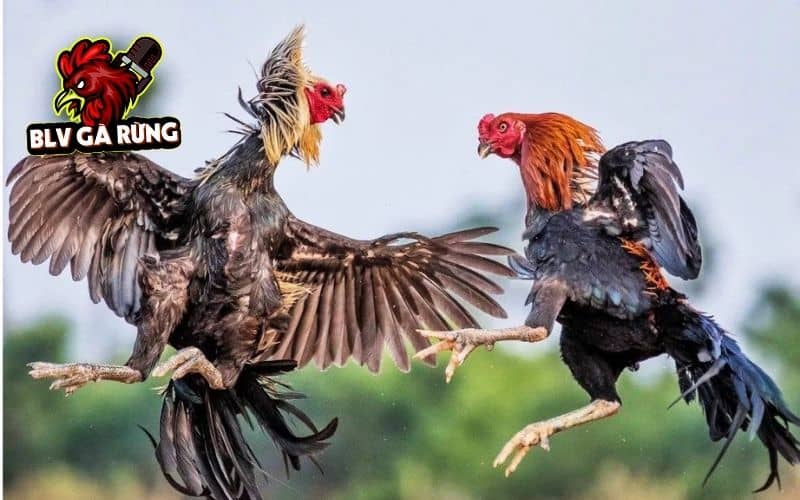 Gà chạy kiệu là gà có lối đá khôn ngoan thường ra đòn hiểm