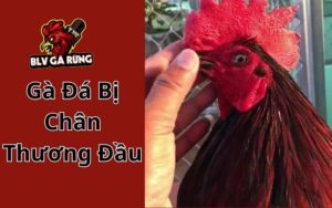 Gà Đá Bị Chấn Thương Đầu
