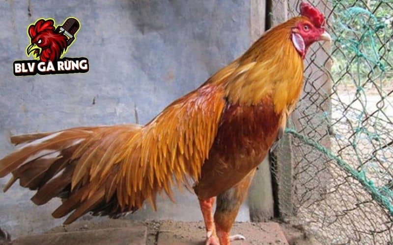 Những nguyên nhân chính gà bị chấn thương ở đầu