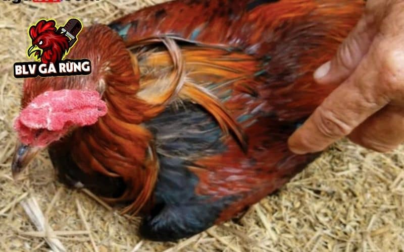 Những triệu chứng nhận biết gà bị chấn thương ở đầu