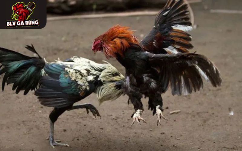 Phát sóng đầy đủ các trận đầu ở những trường gà danh tiếng