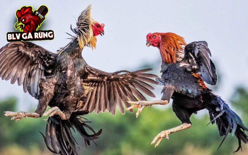 Trực Tiếp Đá Gà cập nhật liên tục các trận đấu mới nhất mỗi ngày