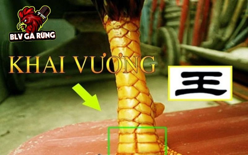 Các đặc điểm nhận biết Vảy Gà Khai Vương