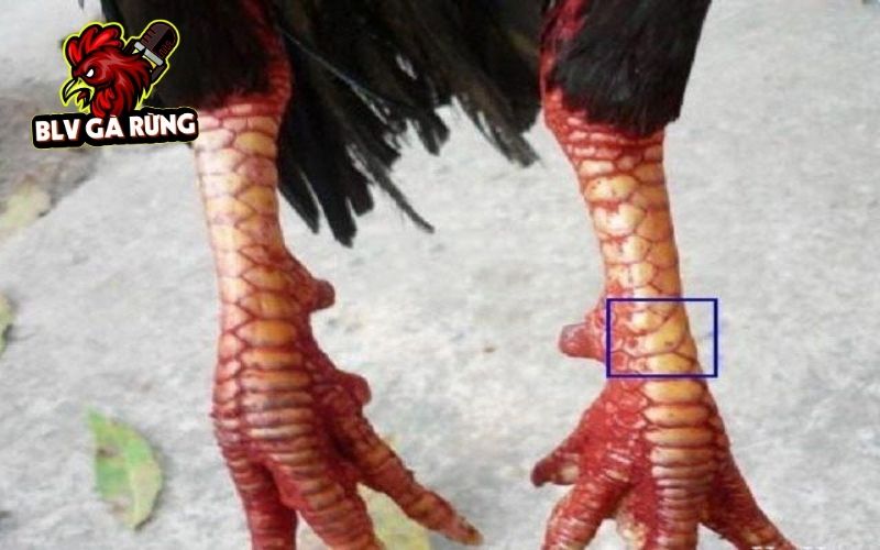 Các đặc điểm nhận biết Vảy Gà Vấn Cán