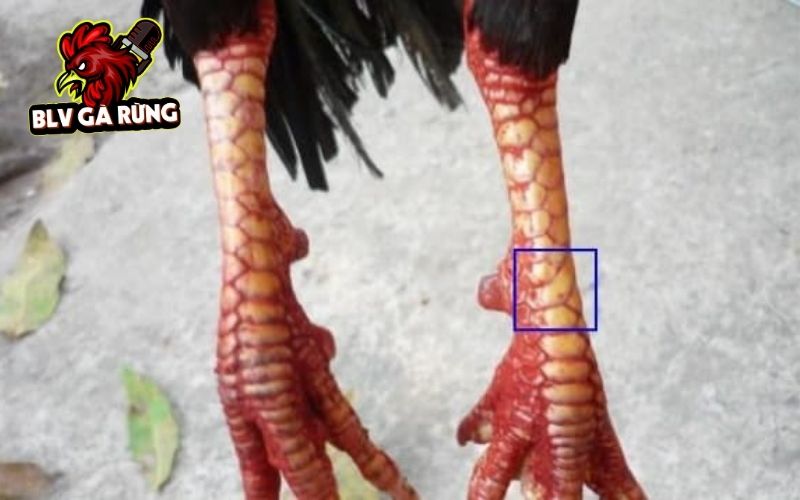 Các loại liên quan đến Vảy Gà Đại Giáp Các loại liên quan đến Vảy Gà Đại Giáp