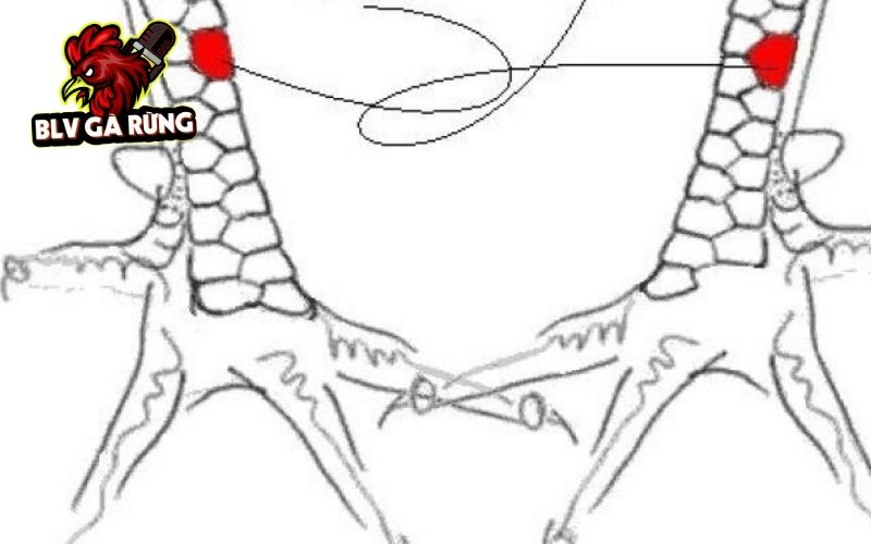 Cách nhận biết Vảy Gà Huyền Trâm chuẩn xác