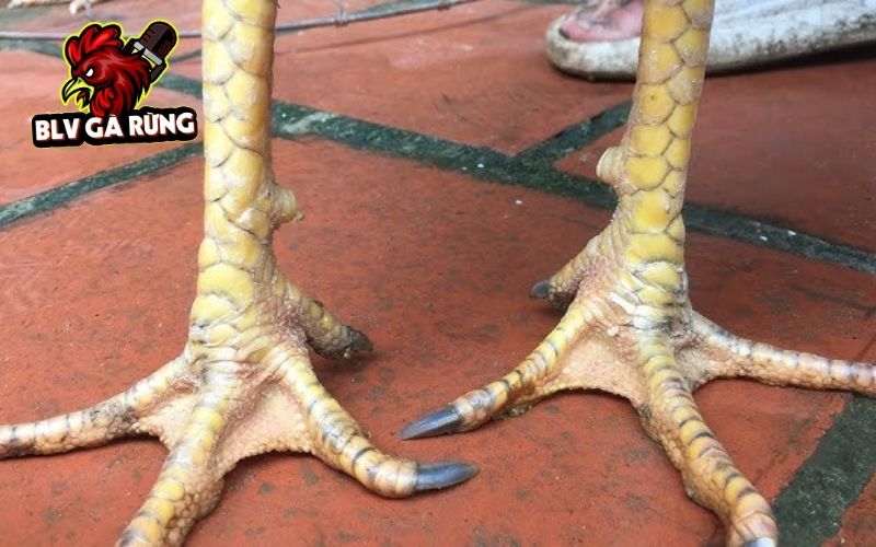 Gà có Vảy Khai Vương thường đá đòn hiểm