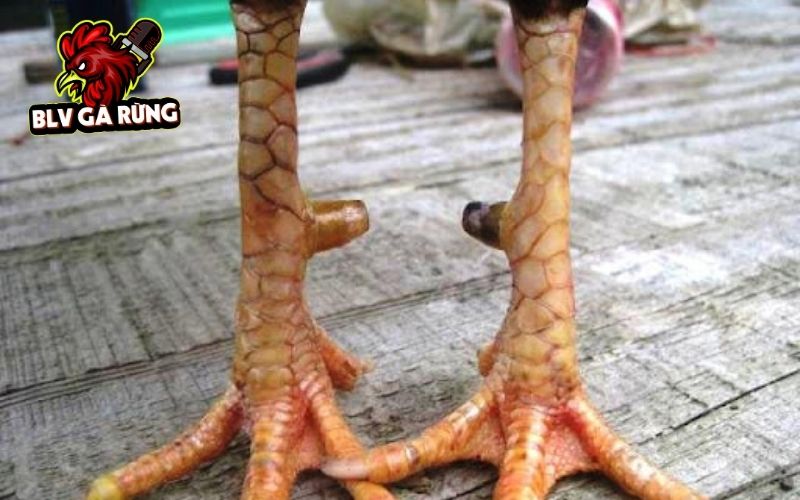 Gà có vảy xấu vẫn có những ưu điểm nổi bật