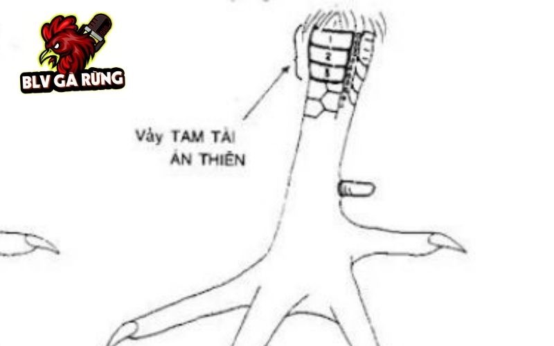 Hình dáng của vảy gà tam tài án thiên