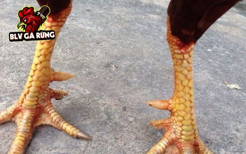 Những nguyên nhân các sư kê lựa chọn gà sở hữu vảy hiếm