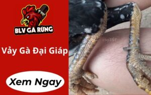 Vảy Gà Đại Giáp