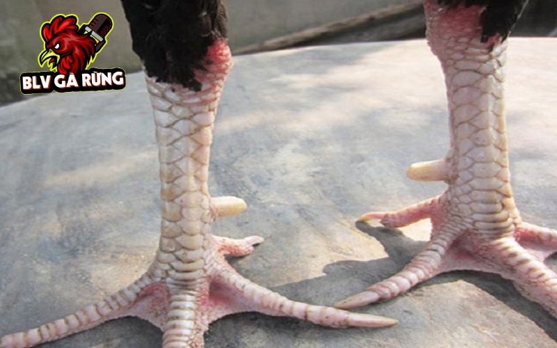 Vảy Gà Khai Vương được đặt nhiều tên gọi dựa vào vị trí và số lượng