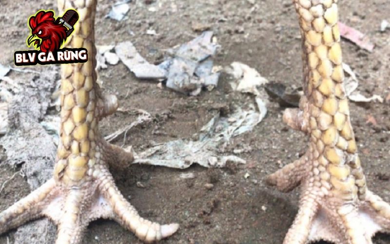 Vảy gà mọc trên chân lộn xộn không theo thứ tự hoặc hàng