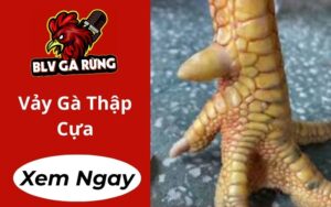 Vảy Gà Thập Cựa