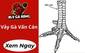 Vảy Gà Vấn Cán
