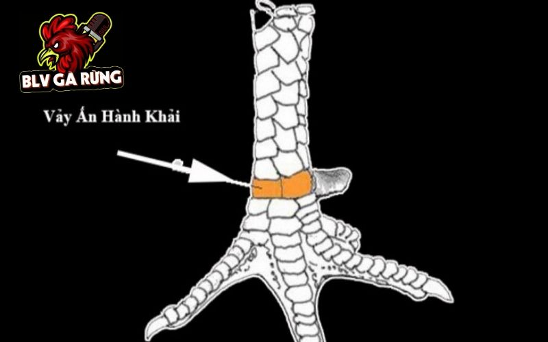 Vảy Gà Vấn Cán được chia thành nhiều loại dựa trên vị trí xuất hiện