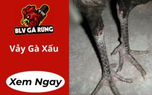 Vảy Gà Xấu